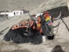 Tibet 2005